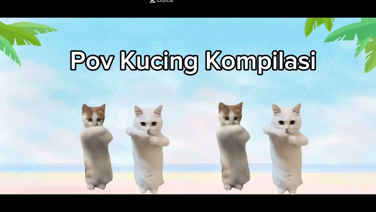Funny Cat Videos Memes #pov #memekucing #meme #kucing 