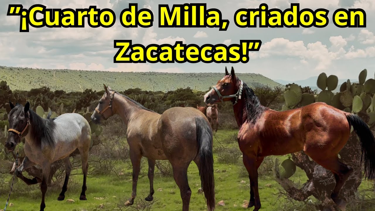 ¡Impresionantes Sementales! 🐎 Cuarto de Milla Criados en Zacatecas 🇲🇽