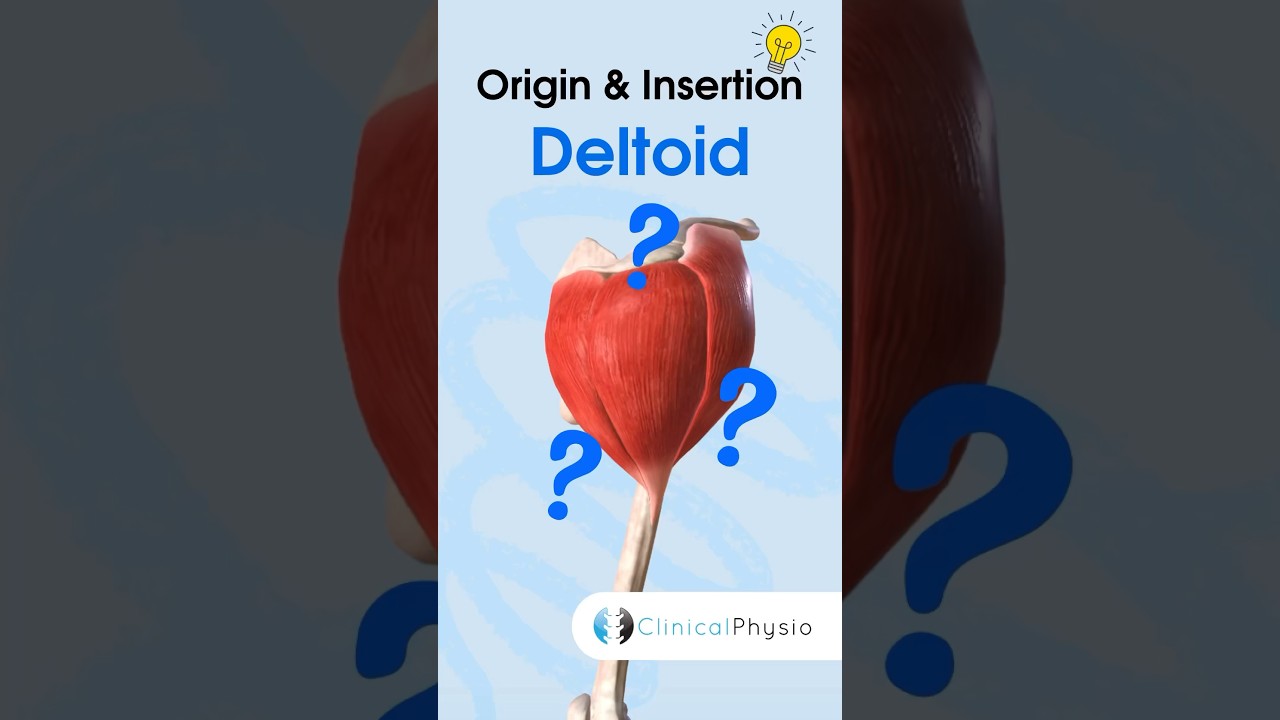Anatomie du delto&iuml;de #physioth&eacute;rapie #physioth&eacute;rapie #delto&iuml;de #anatomie