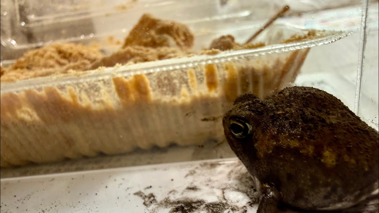 わらび餅の妖精とわらび餅食べる【アメフクラガエル】
