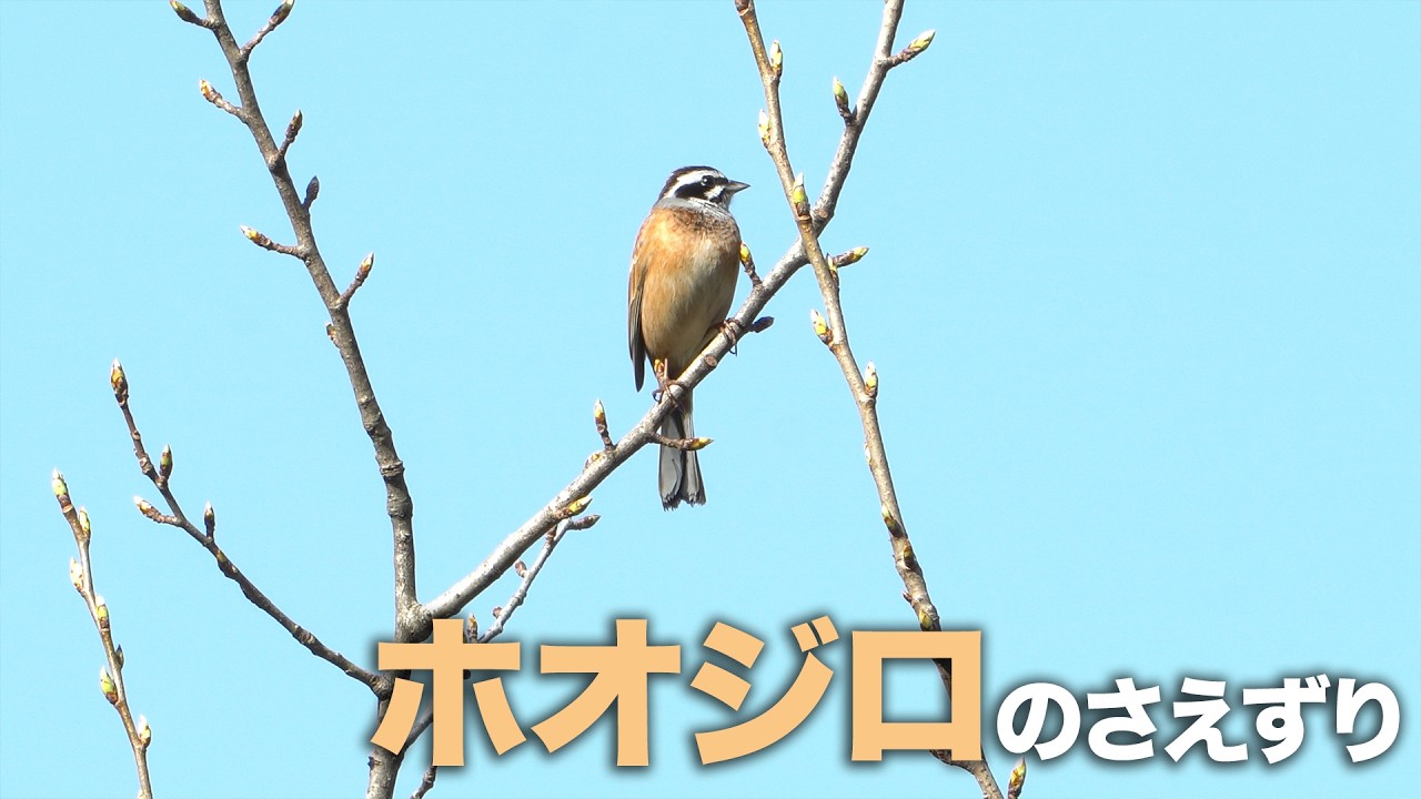 【野鳥】ホオジロのさえずり｜静かな朝の音