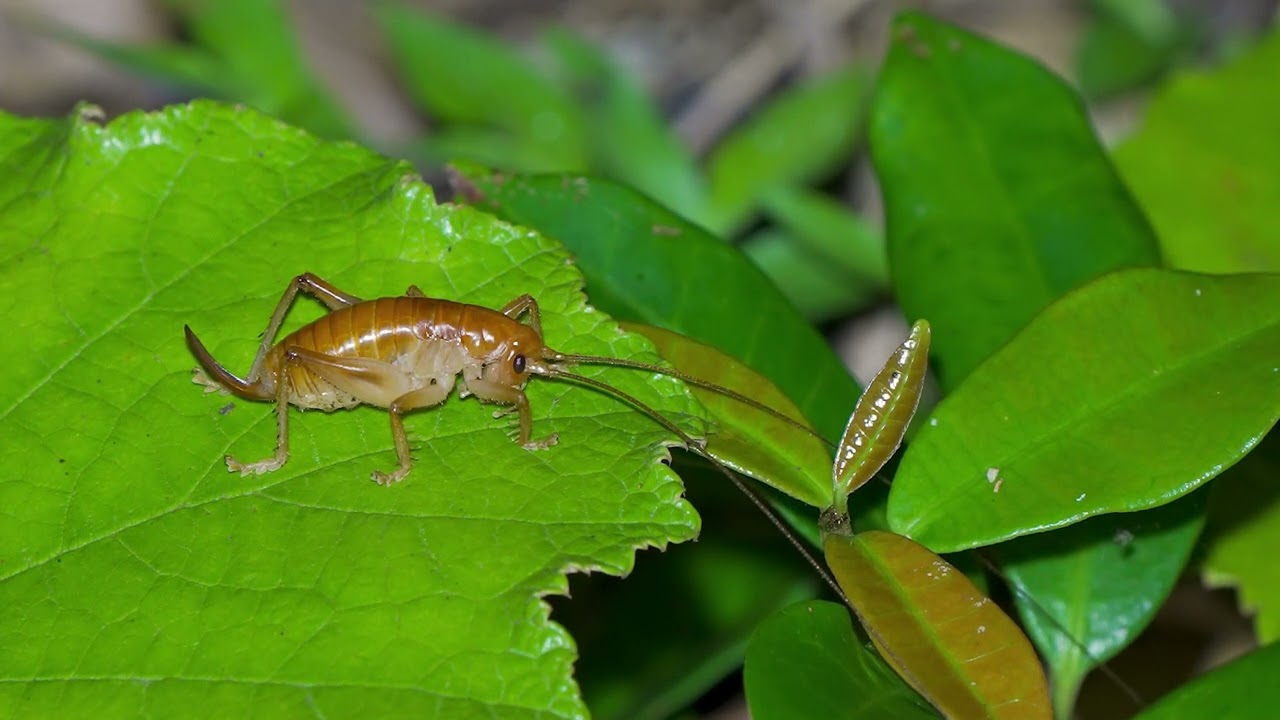 飛ばぬならハネナシコロギス　Leaf-rolling crickets　奄美大島