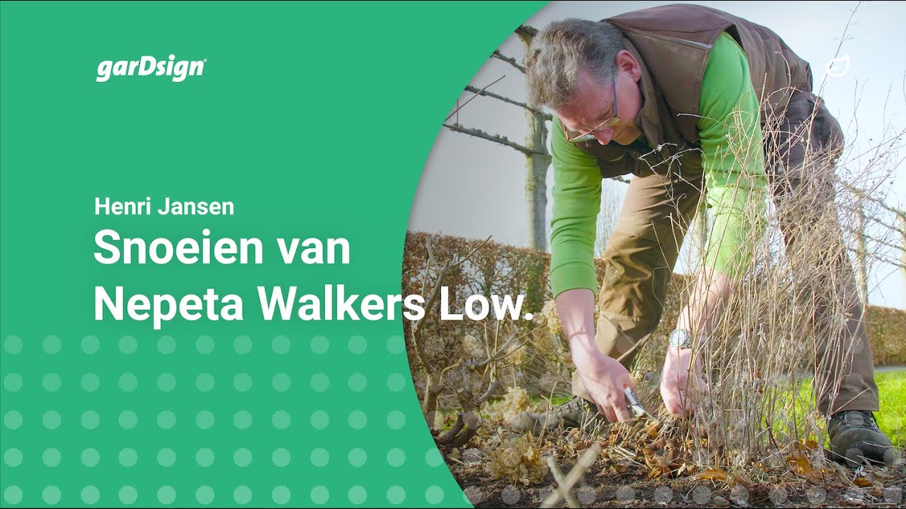 Checklist voor de snoei van Kattenkruid