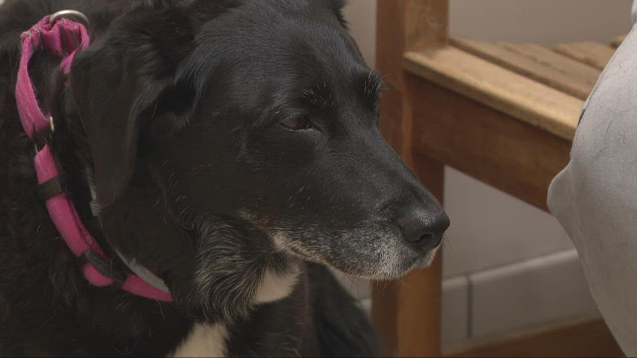 West Park Animal Hospital: Lydia Esparra shares story of her dog, Lady, who underwent ACL surgery