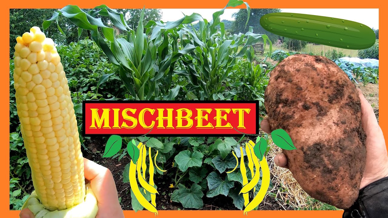 Zuckermais, Kartoffeln, Gurken und Bohnen anbauen 🌽🥔 Aussaat bis Ernte 🥒 Mischkultur Gartenbeet 4K 🌸