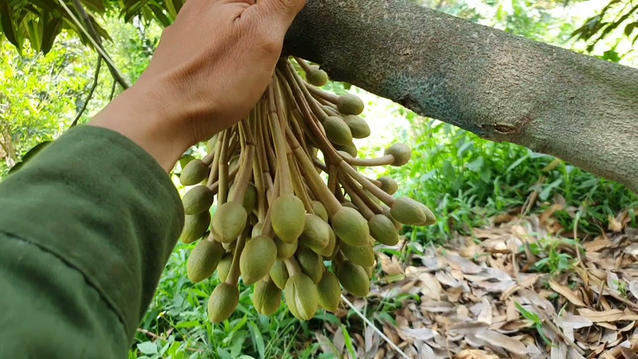 chăm sóc sầu riêng gần xổ nhụy.
