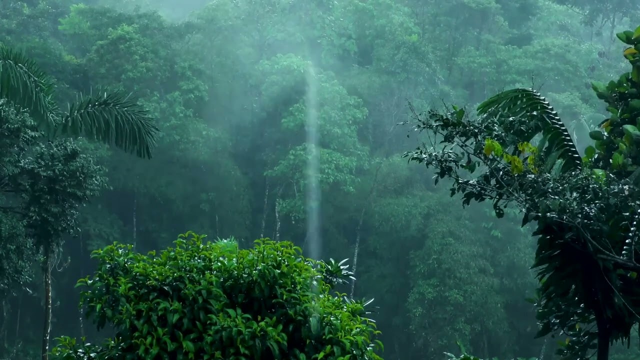Listen to the rain on the forest path, relax, reduce anxiety, and sleep deeply
