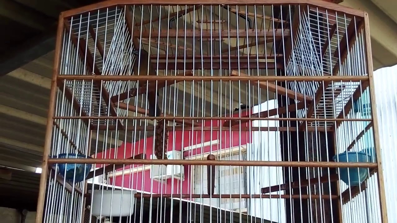 PLAIN Brown bird 