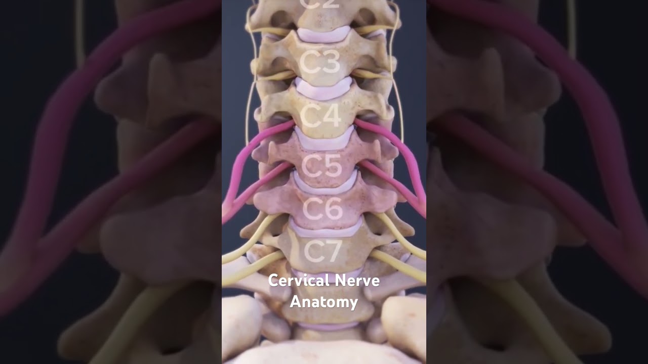 Cervical Nerve Anatomy