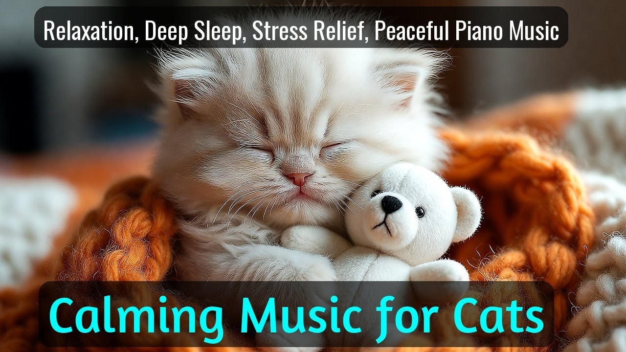 LIVE Adorable Cat Sleeping That Feels So Warm 🧡 | Season 74