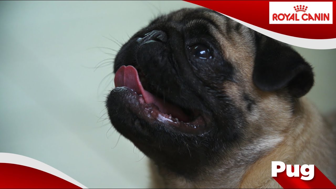 Mopshond (Pug)