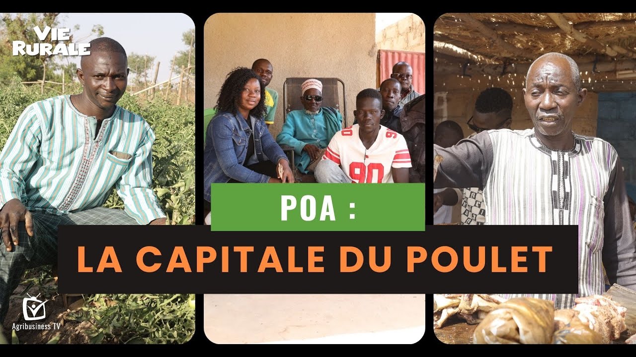 Vie rurale : Poa, la capitale du poulet