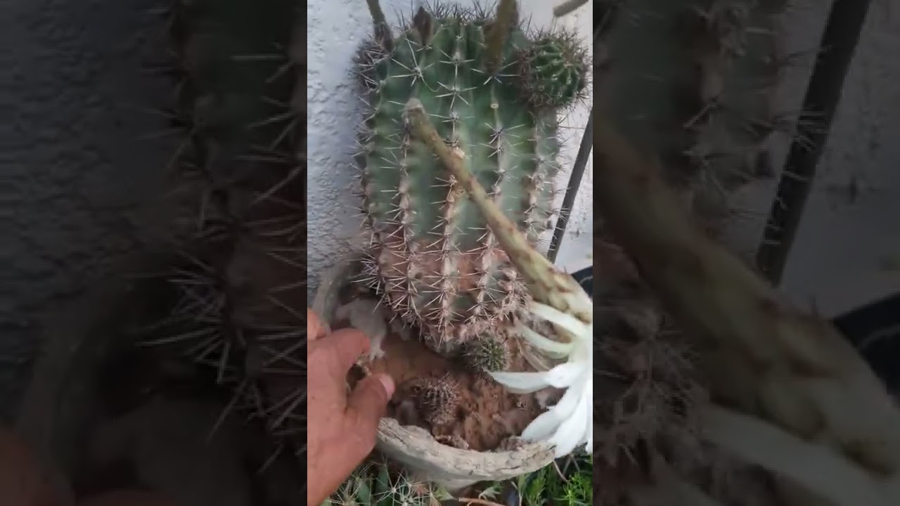 طريقة العناية بانواع الصبار او الصبّير في الحديقة المنزلية / الصبار المزهر / وكل مايتعلق بالصبار