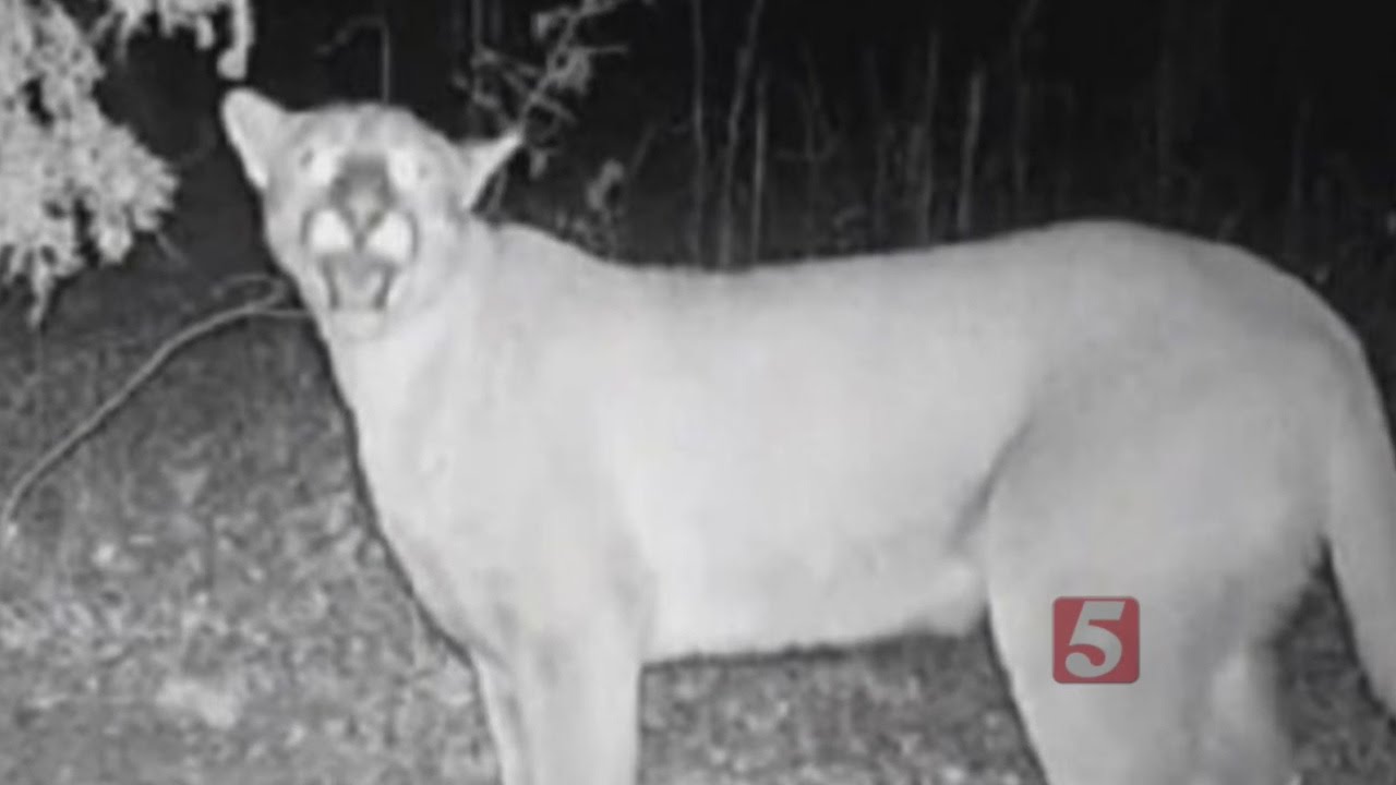 TWRA: Cougars Are Back In Tennessee To Stay