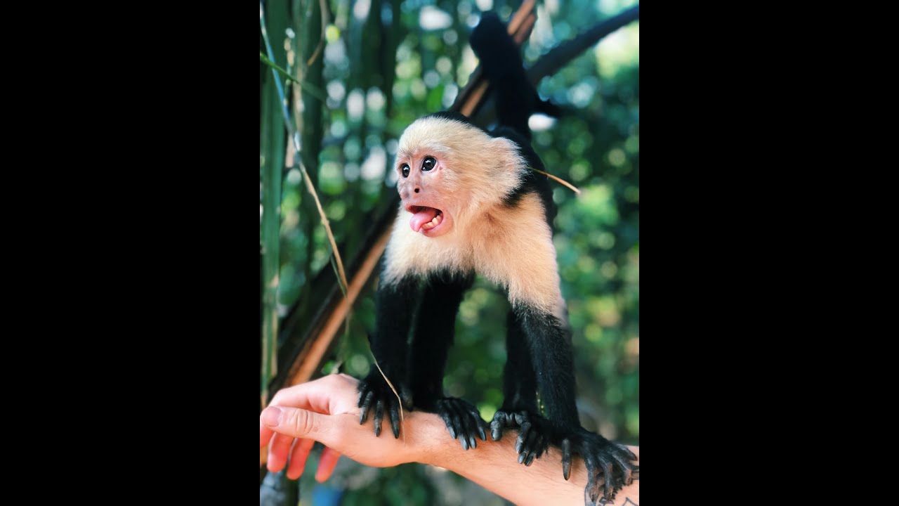 3 Cool Facts About Monkeys...🐒🙉🙈🐵🙊🐒