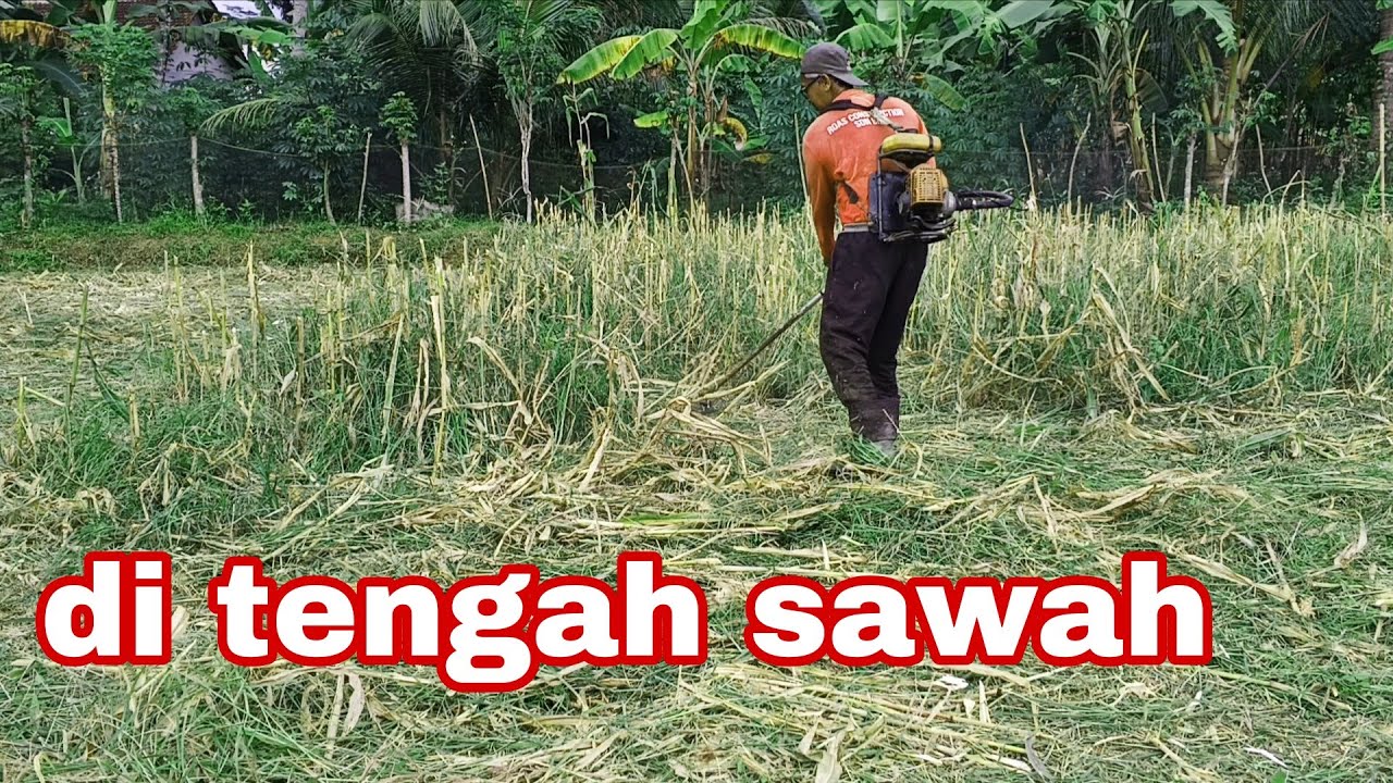 POTONG RUMPUT DI SAWAH