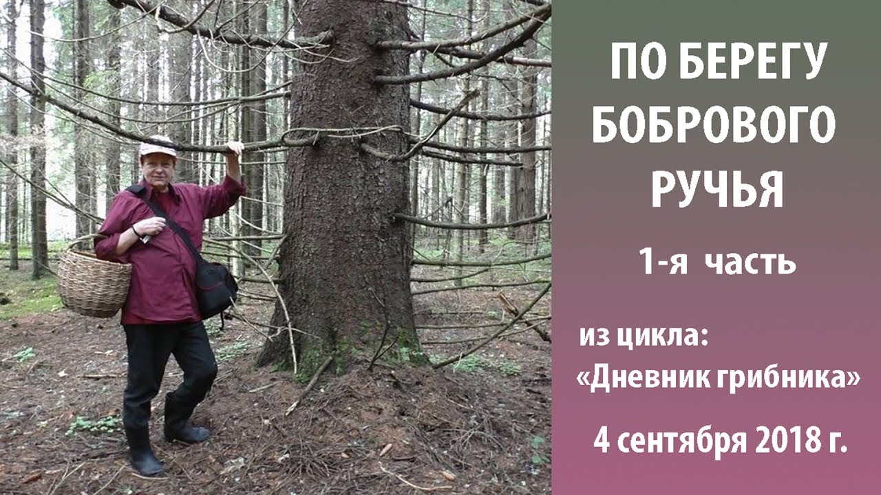 По берегу бобрового ручья. Дневник грибника 4 сентября 2018 г. 1-я серия