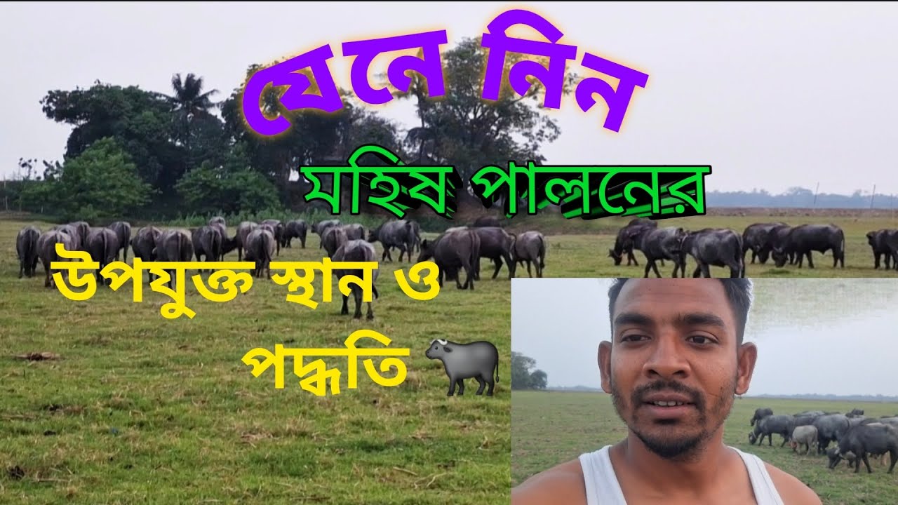 যেনে নিন মহিষ পালনের উপযুক্ত স্থান ও পদ্ধতি 🐃#cow #bull #গরুর_হাট #foryou #youtube