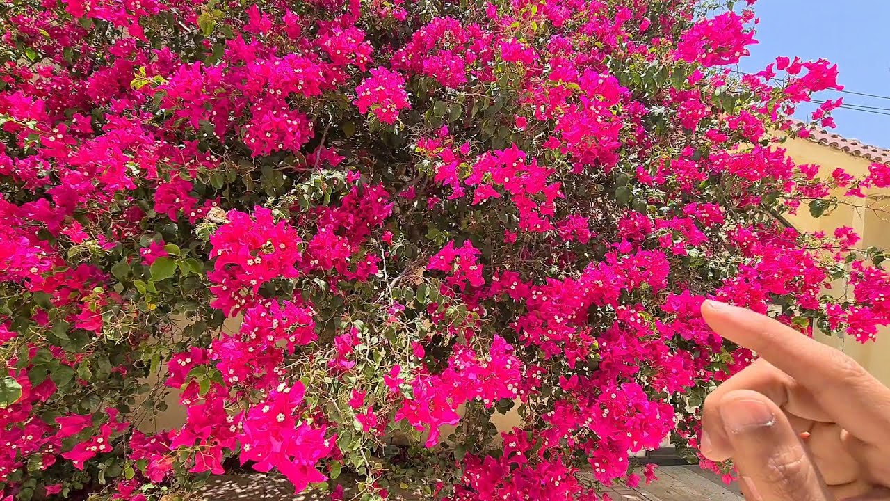 الجهنمية أو المجنونة بساق سميك Bougainvillea