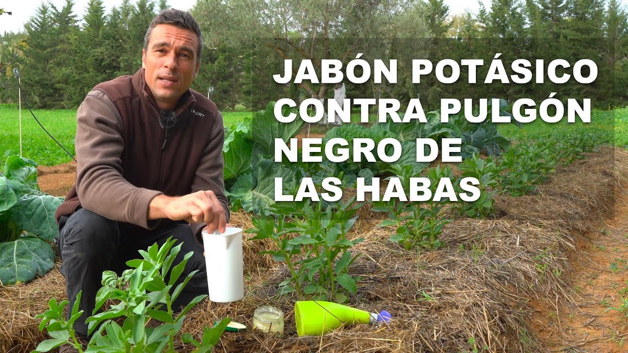 JABÓN POTÁSICO CONTRA PULGÓN NEGRO DE LAS HABAS