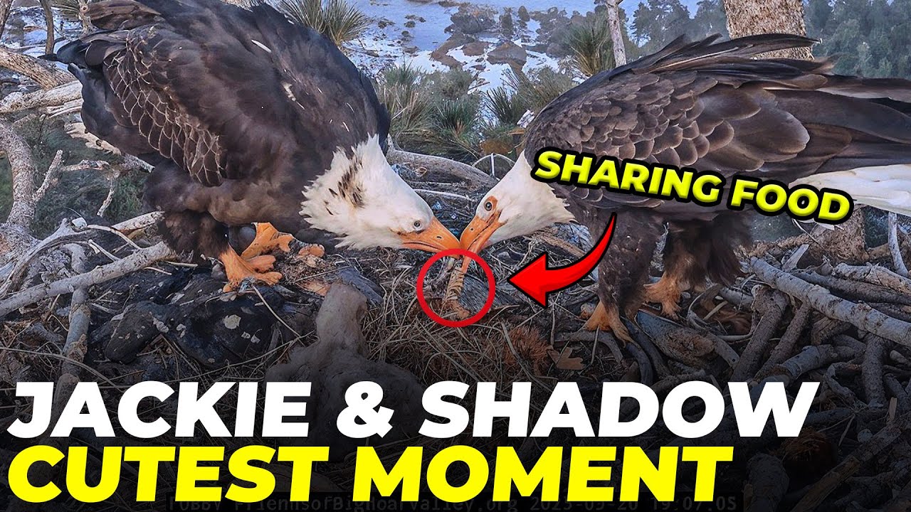 You Won’t Stop Smiling! 🥹 Top 10 Heart-Melting Moments of Jackie & Shadow’s Eaglets