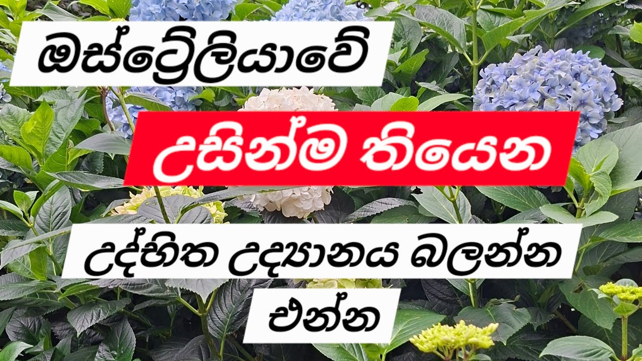ඔසී වල උසින්ම තියන උද්භිද උද්‍යානය බලන්න එන්න.💐💐💐#australia #bluemountain #gardan #botanicalgarden 