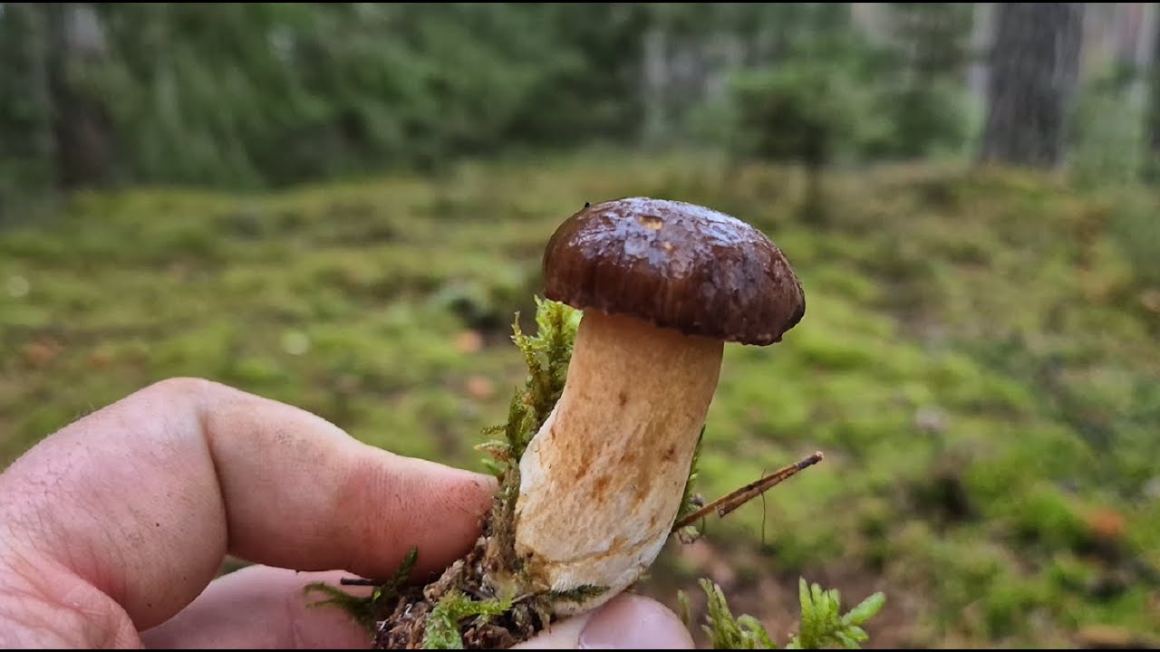 TUTAJ PIĘKNE GRZYBY SĄ ZAWSZE 🍄🍄 MAZOWIECKI LAS NIE ZAWODZI 🍄🍄 PÓŹNE DESZCZOWE GRZYBOBRANIE 17.10.25