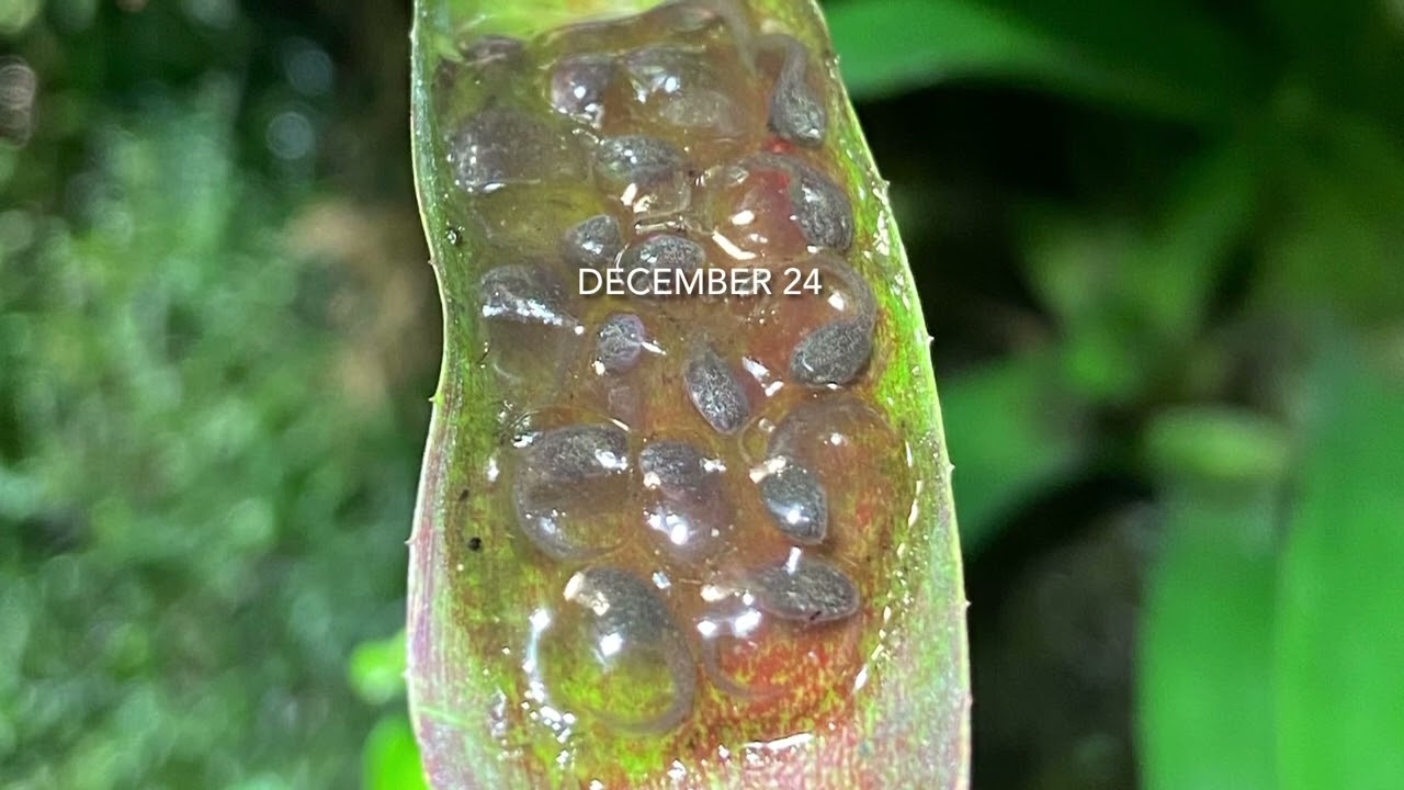 Breeding poison dartfrog-Epipedobates anthonyi spawn and tadpols.