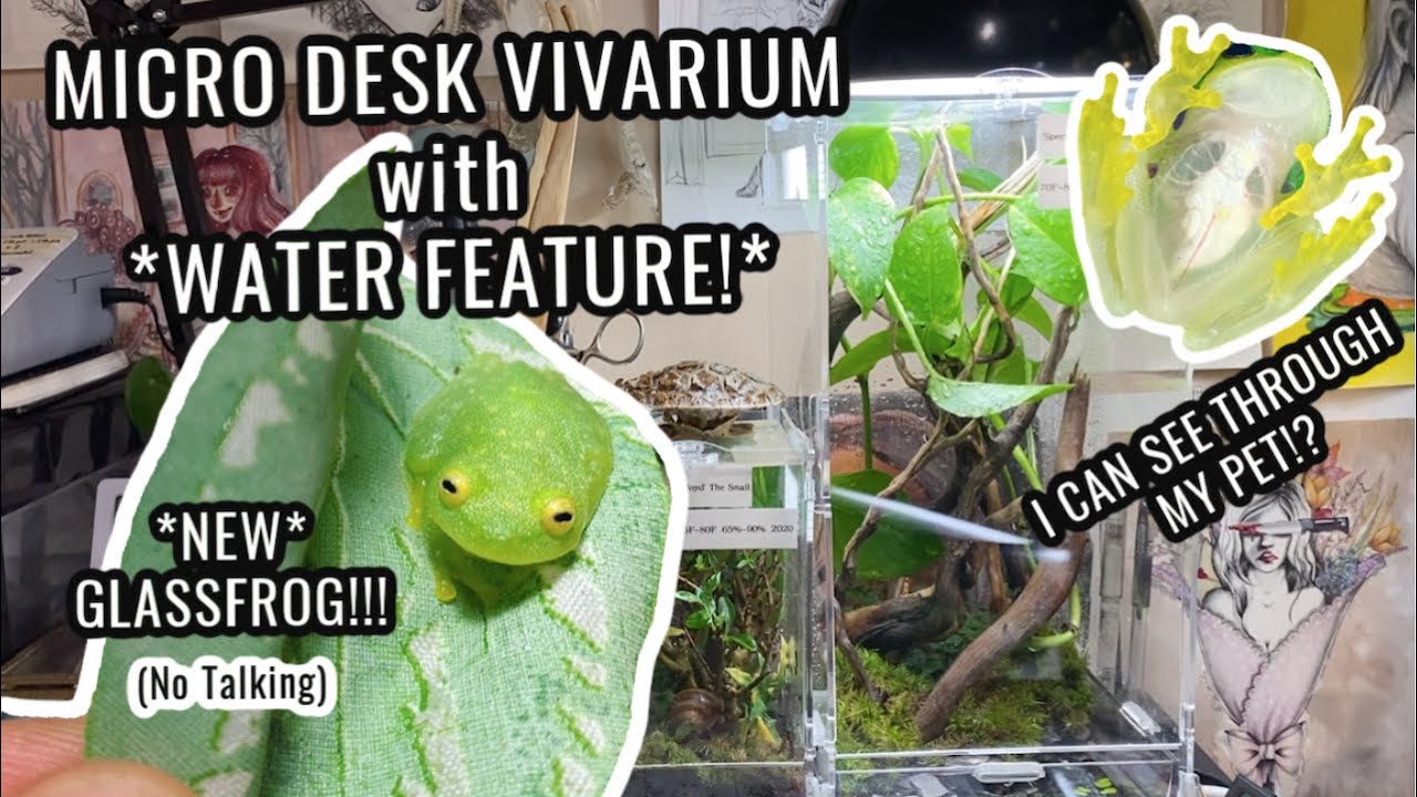 BIOACTIVE DESK VIVARIUM for Glass Frog (Temporary setup)