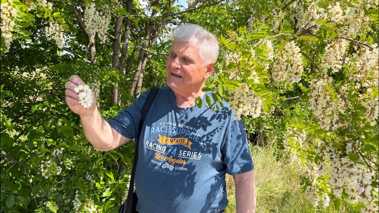БЕЛАЯ АКАЦИЯ