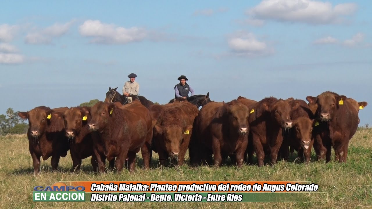 Cabaña Malaika Angus Colorado -  Ángel Barbieri