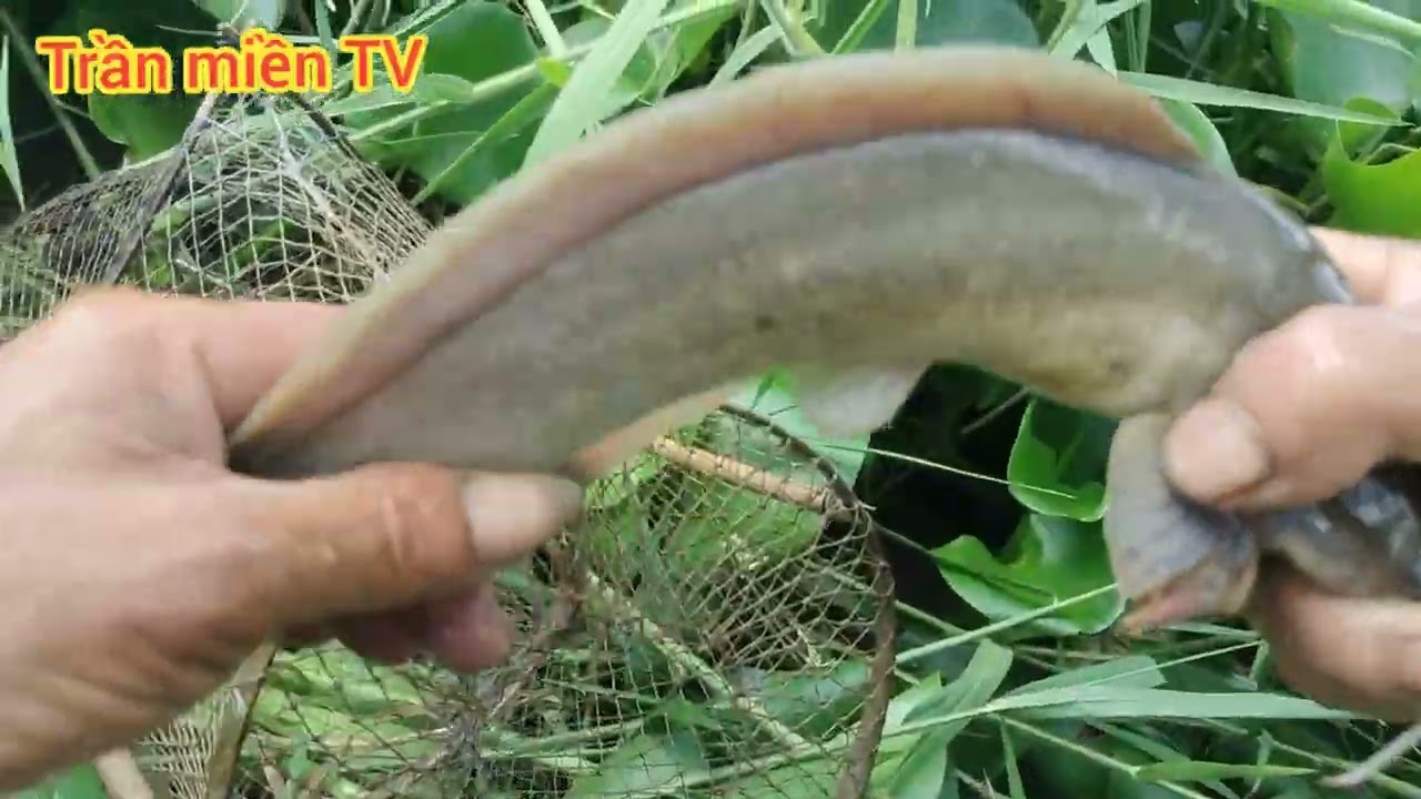Thăm Lờ Bạc Liêu chiến này trại quá ổn cá khủng không 