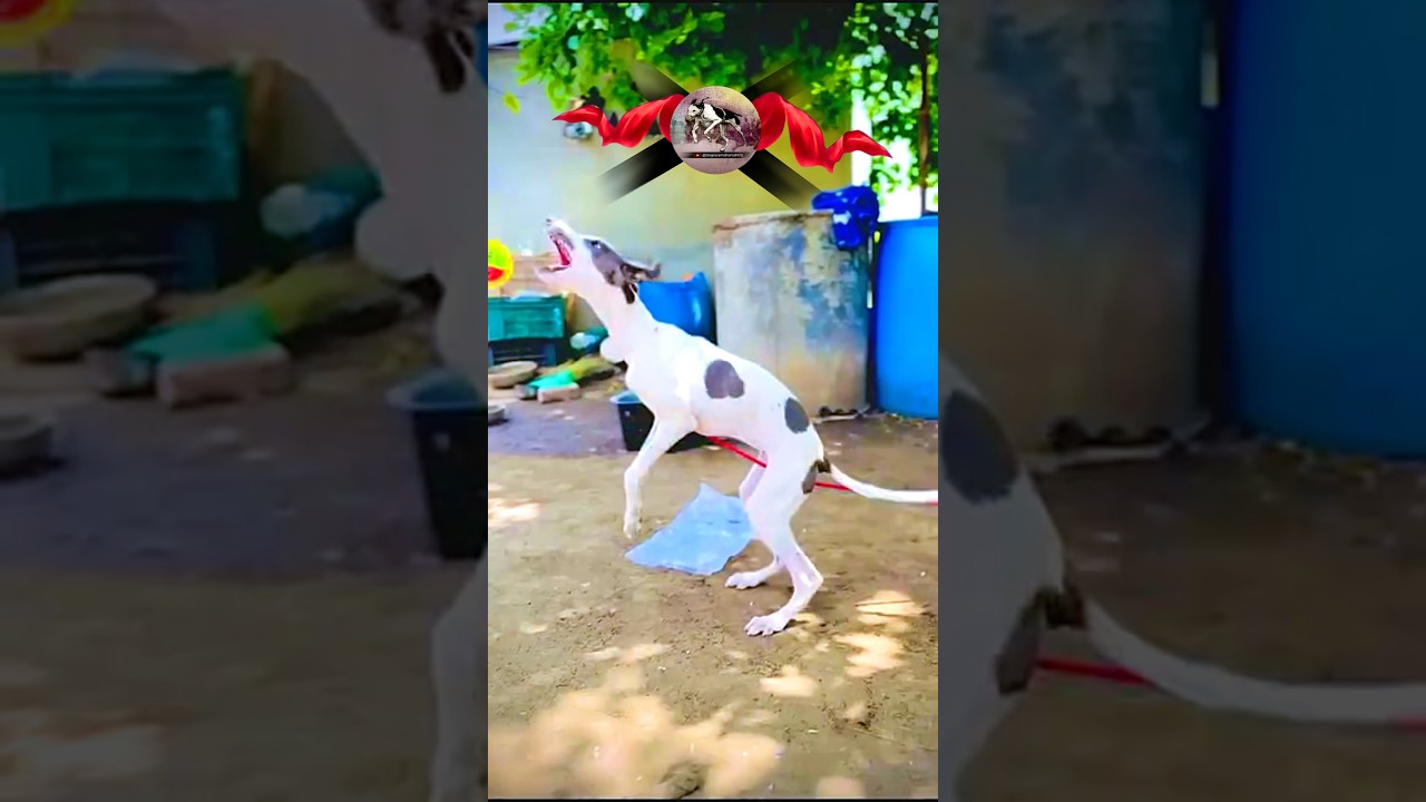 Kolhapur dog race 🚀😱 || kolhapur dog racing / dog race maharashtra || 