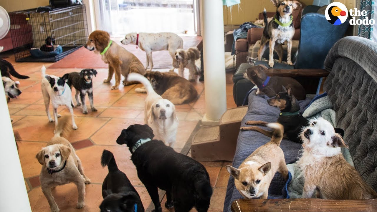 Couple Change Lives To Save Senior Dogs | The Dodo
