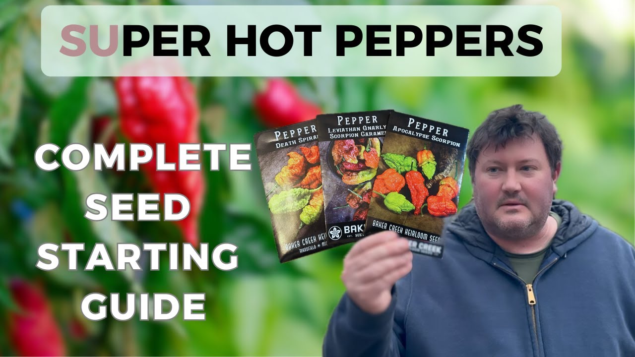 Starting Superhot Peppers from seed: Indoors
