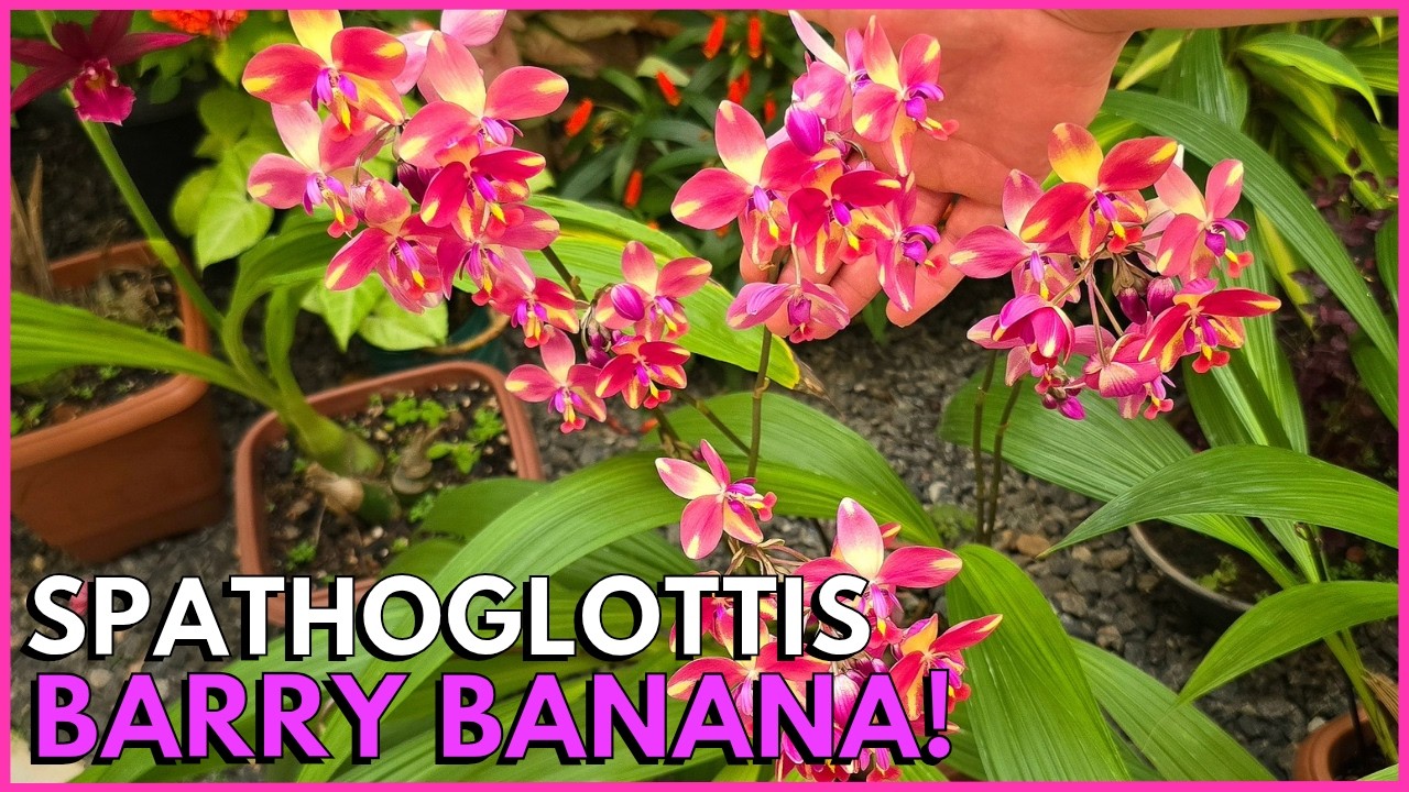 COMO CULTIVAR ORQUÍDEA SPATHOGLOTTIS ☝️🌸