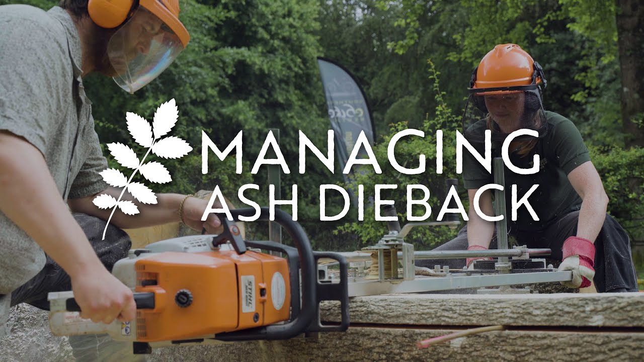 Managing ash dieback