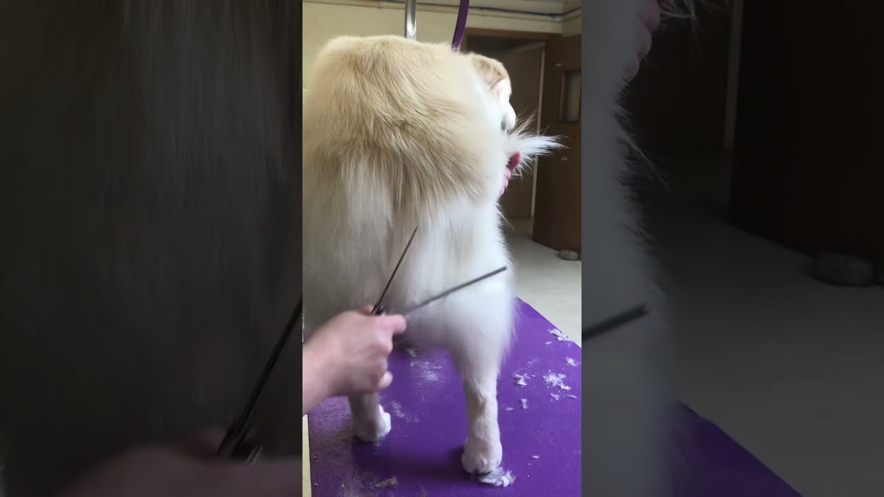 Feather trim on a double coated breed