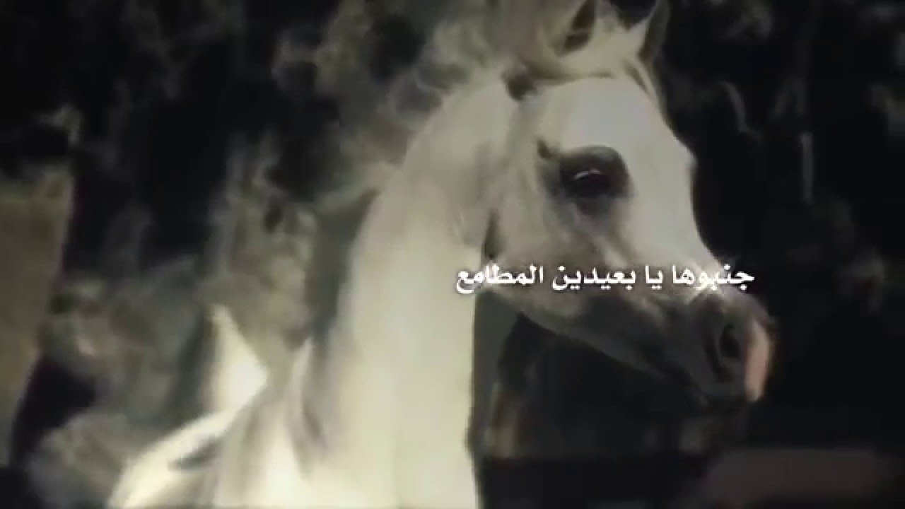 شيلة فلوةّ كلمات عبدالعزيز محمد أداء مشبب الغنامي تصميم وتنفيذ عفيف الشوق حصري 2016