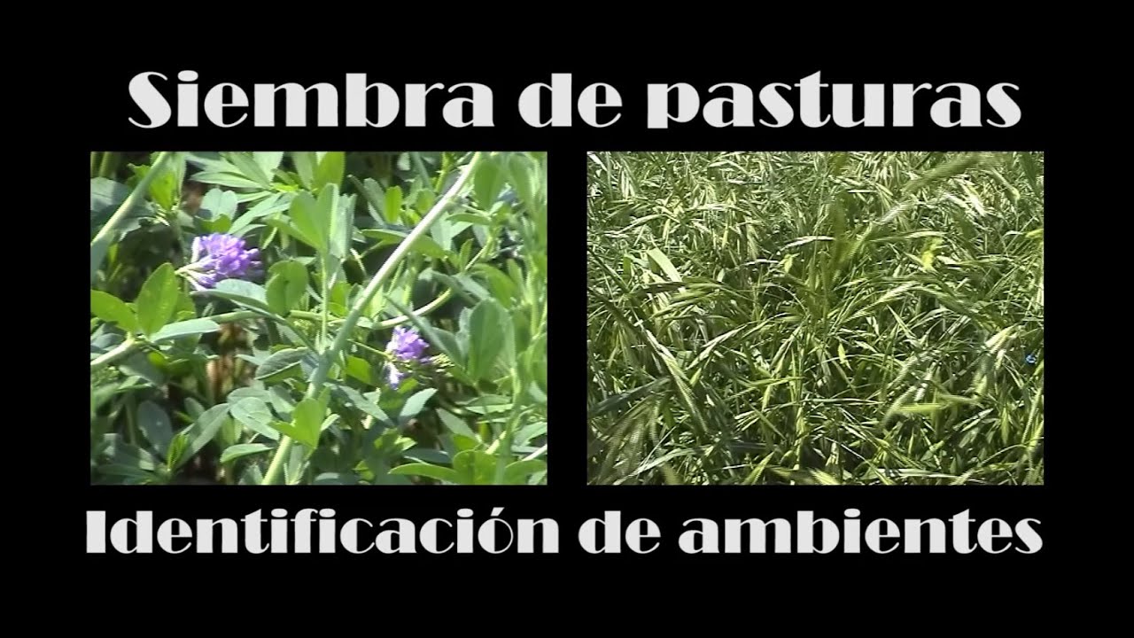 Siembra de pasturas: Identificación de ambientes