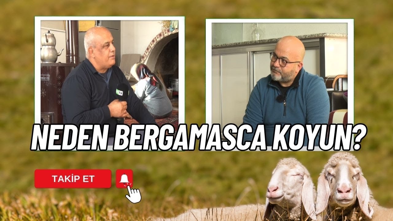 BERGAMASCA IRKI KOYUN YETİŞTİRİCİLİĞİ | KÜÇÜKBAŞ SAATİ