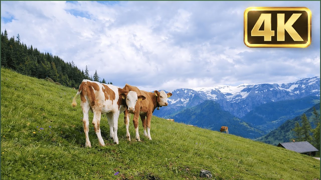 Animal in 4K Cattle