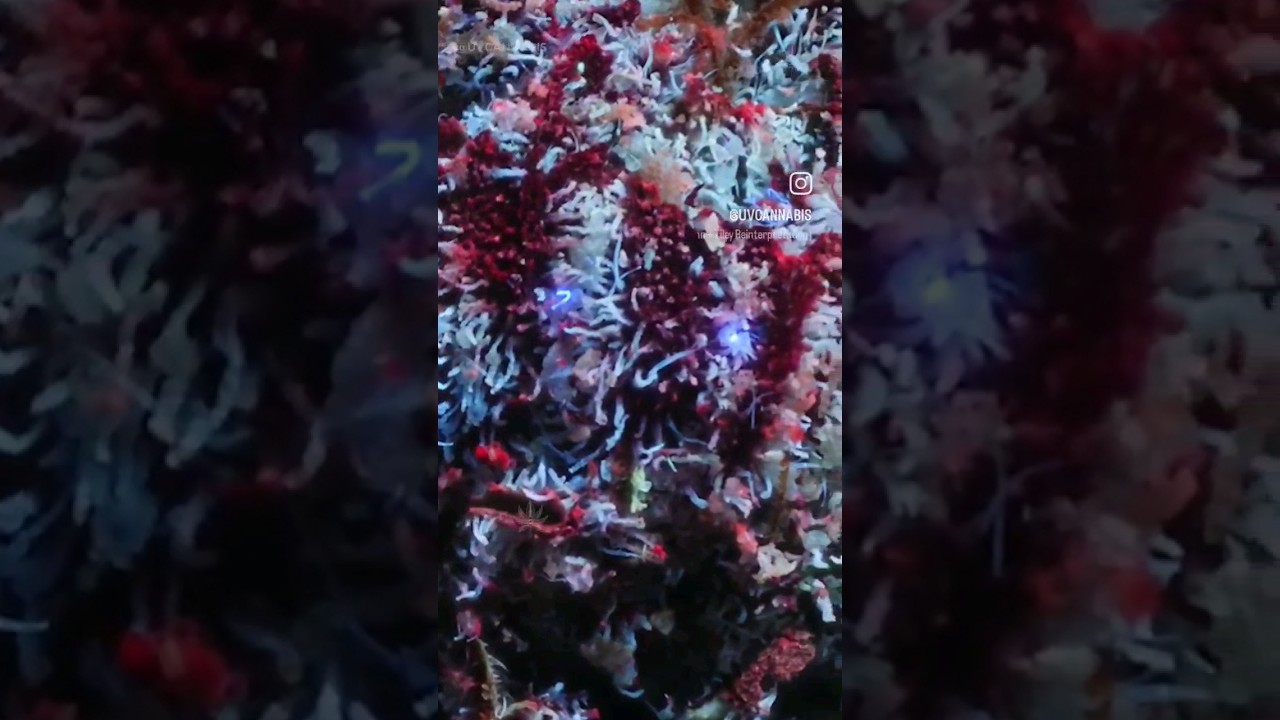 What if I told you this is cannabis under a black light?