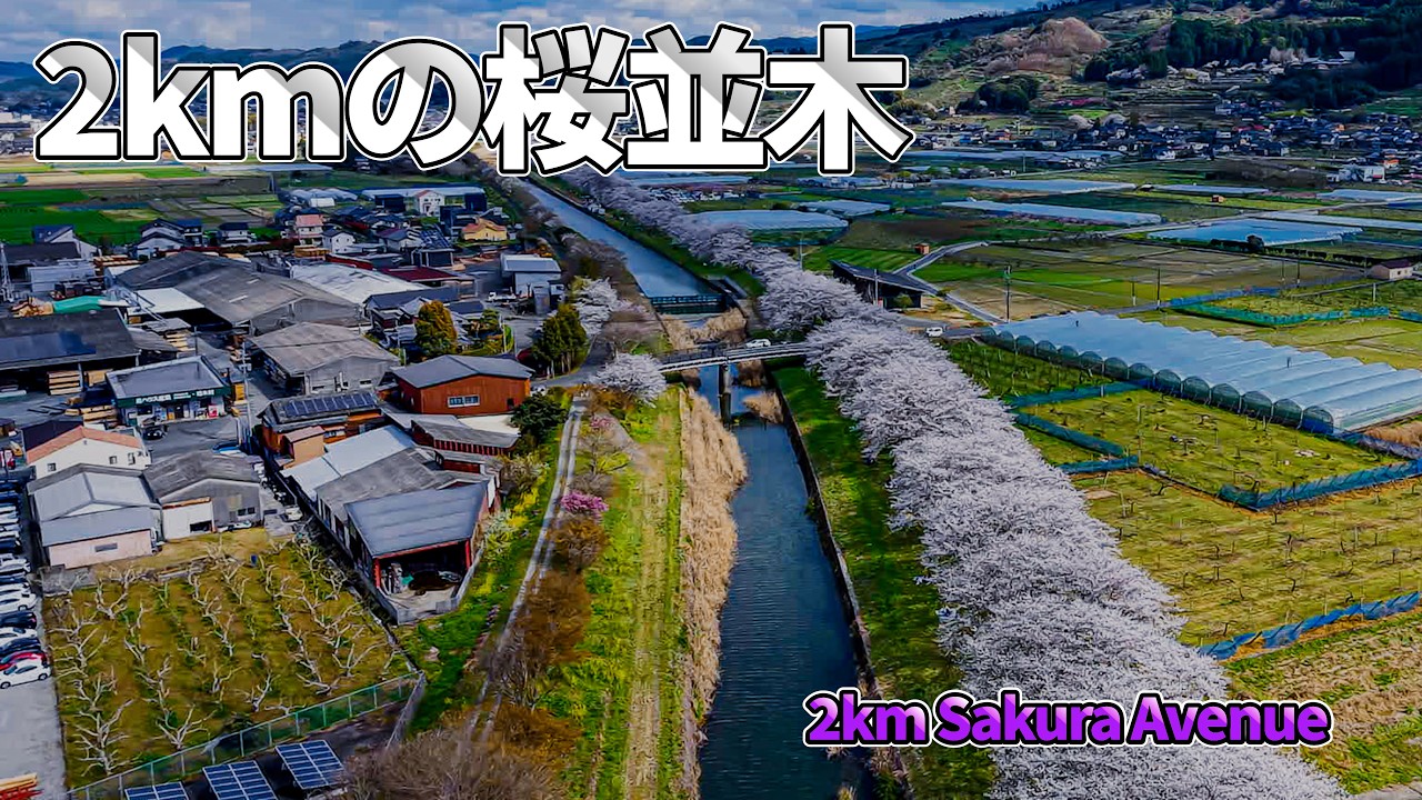 2km続く桜並木を空から辿る｜流川桜並木ドローン空撮｜2km Cherry Blossom Avenue in Japan | Drone View