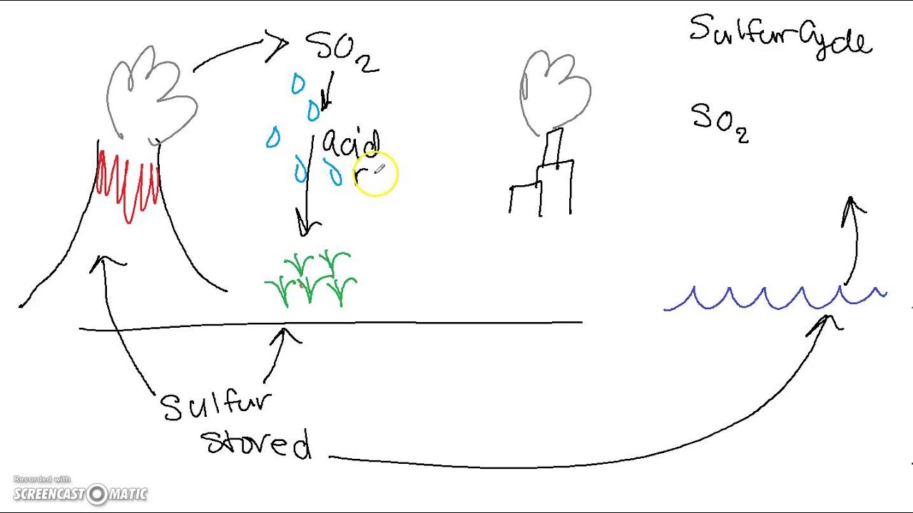 Sulfur Cycle Video