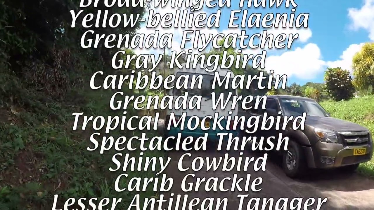 Carefree Birding Grenada 2025