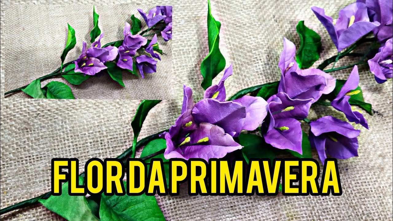 Bougainville ,flor da primavera em eva....
