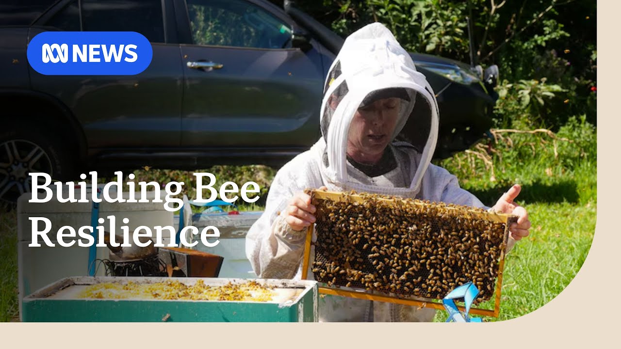 Bee breeders using genetics to negate devastating varroa mite | ABC NEWS