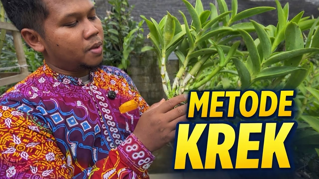 Perbanyakan Anggrek Lebih Cepat dengan Metode ‘Krek’