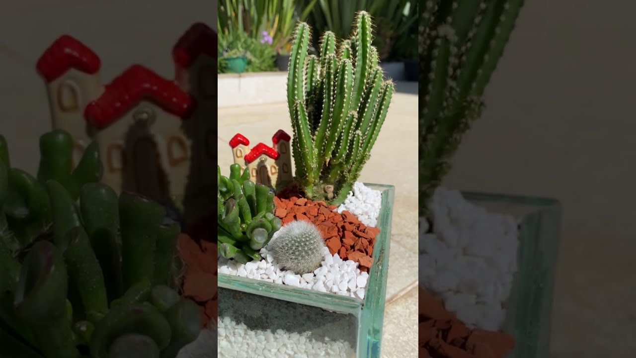 ARRANJO COM SUCULENTAS E CACTOS EM VASO DE VIDRO